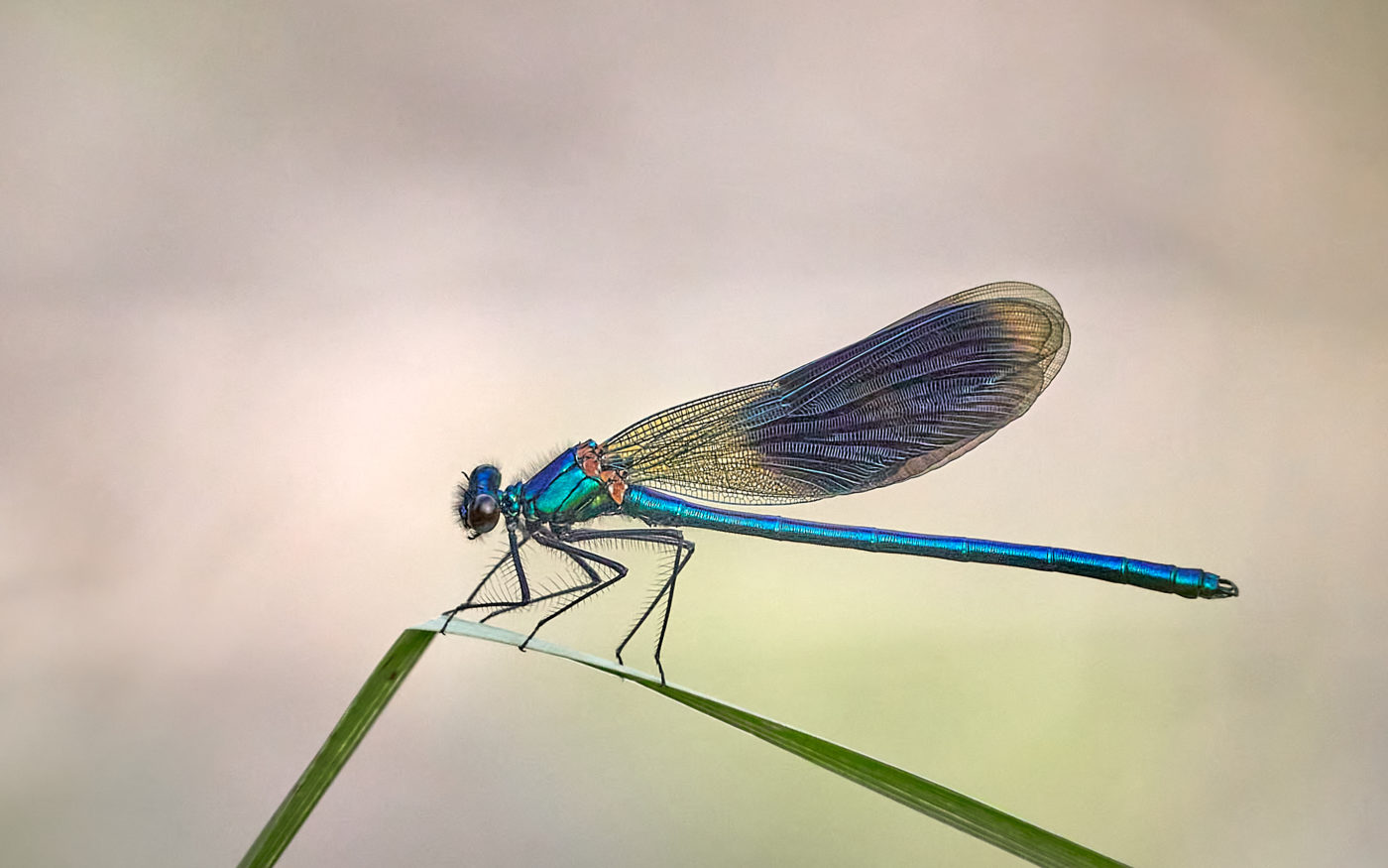 Male Banded Demoiselle (Damselfly), Calopteryx splendens